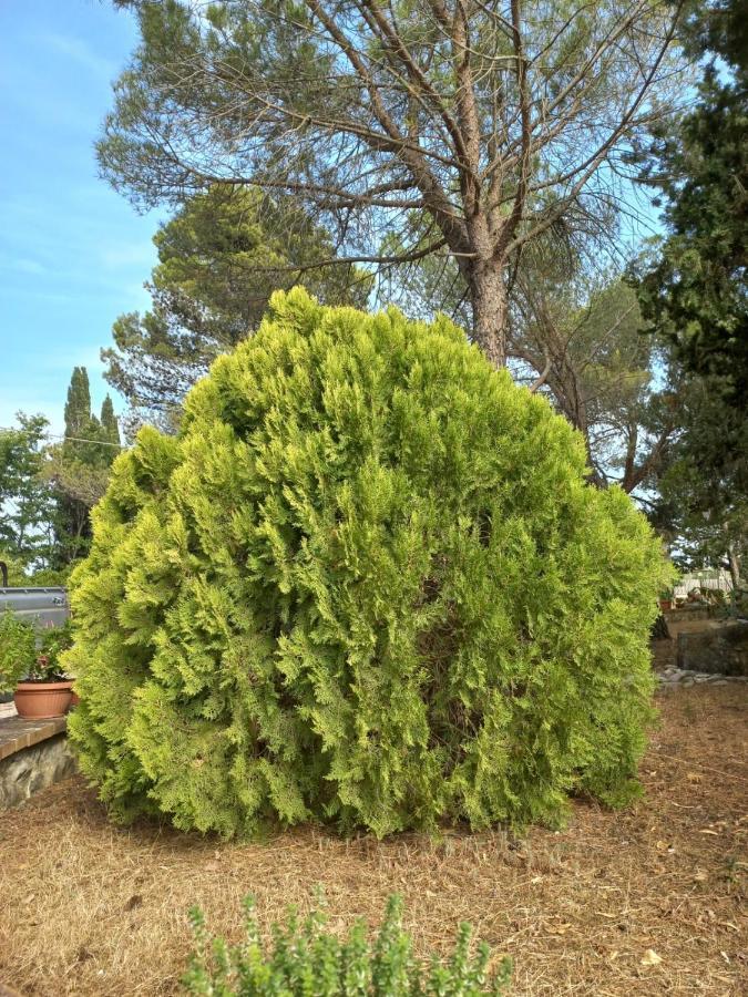 Agriturismo Podere Cherzo Cinigiano Εξωτερικό φωτογραφία